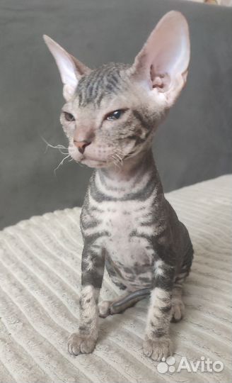 Донской сфинкс котята