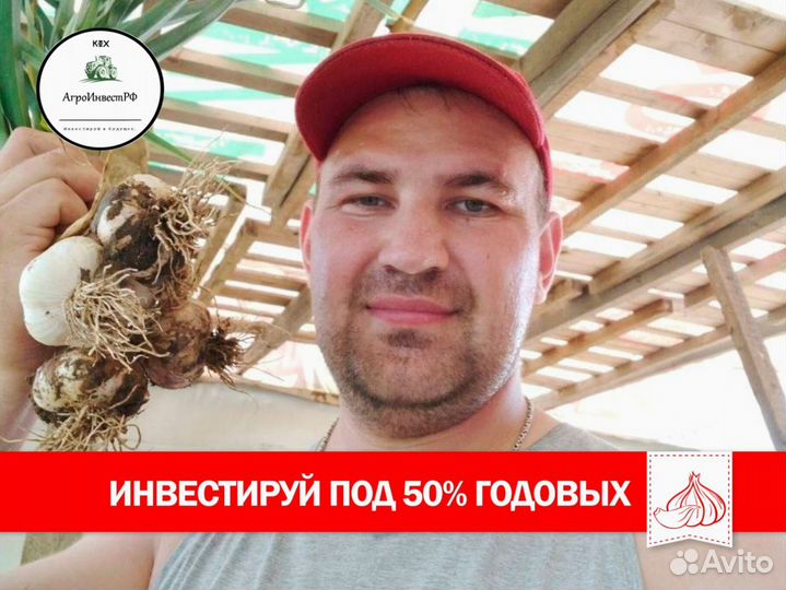 Ищу инвестора в чеснок. Доход до 500тыс в месяц