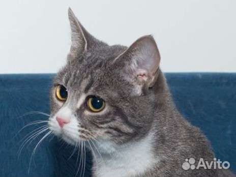 Кошка Лаура