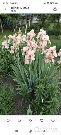 Ирисы бородатые