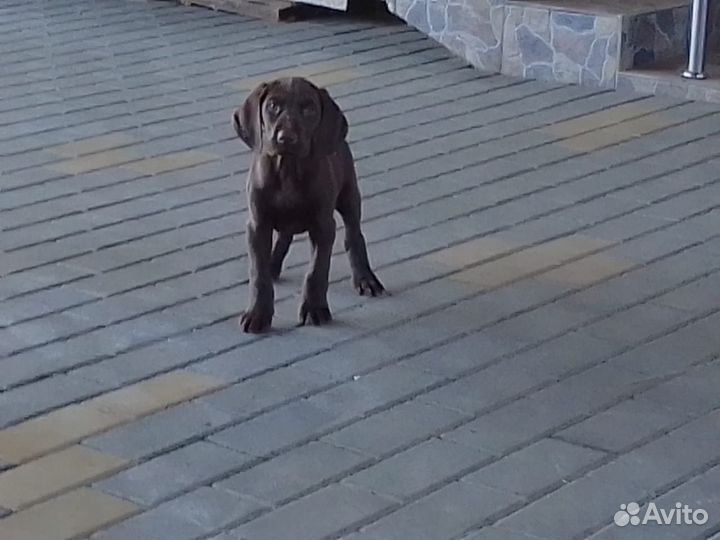 Щенки курцхаара