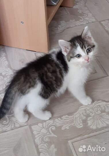 Котенок мальчик бесплатно