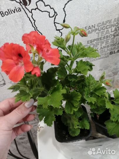 Бальзамины, королевская пеларгония