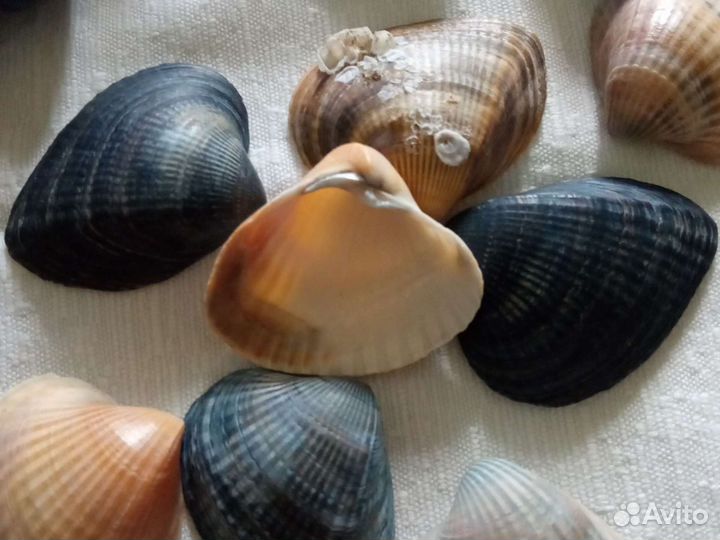 Морские ракушки