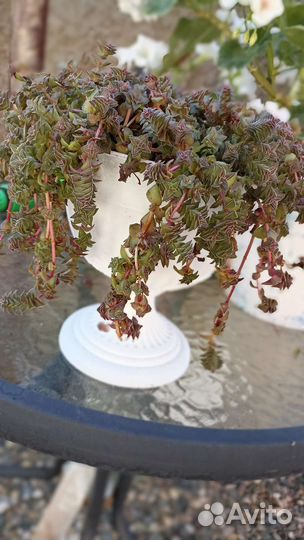 Флорариум суккуленты