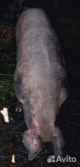 Услуги хряка