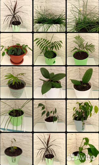 Комнатные растения цветы