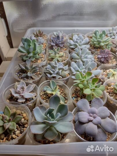 Котиледоны,крассулы, Аихризоны