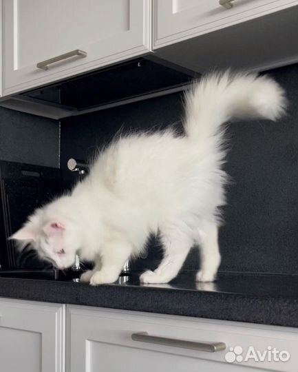 Мейн-кун девочка