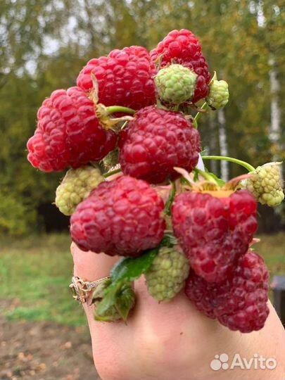 Саженцы малины