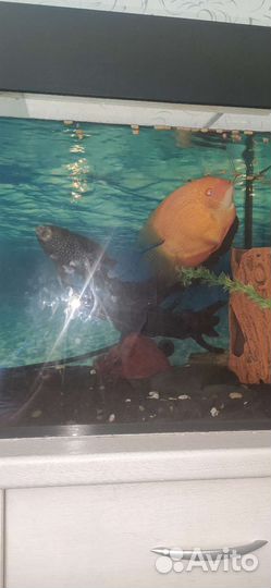 Аквариум