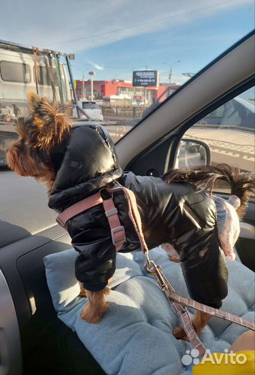 Одежда для собак мелких пород