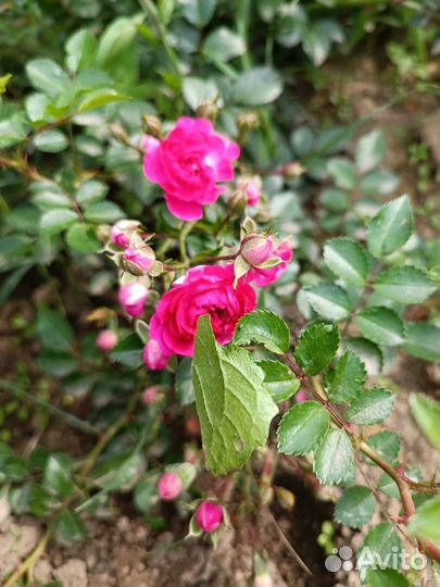 Роза плетистая