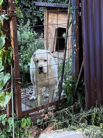 Алабай в добрые руки