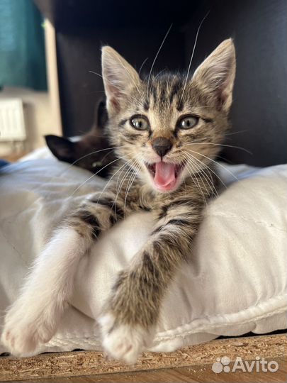 Котенок очень ласковый 1.5мес