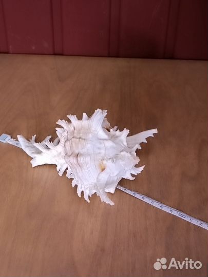 Ракушки мурекс