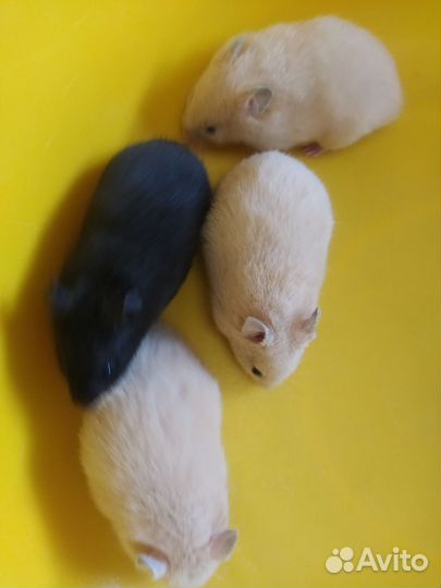 Сирийский хомяк
