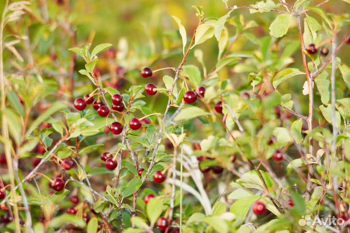 Семена и саженцы вишен. вишни разные
