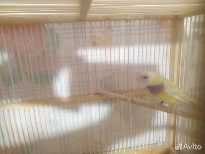 Амадины гульда пара