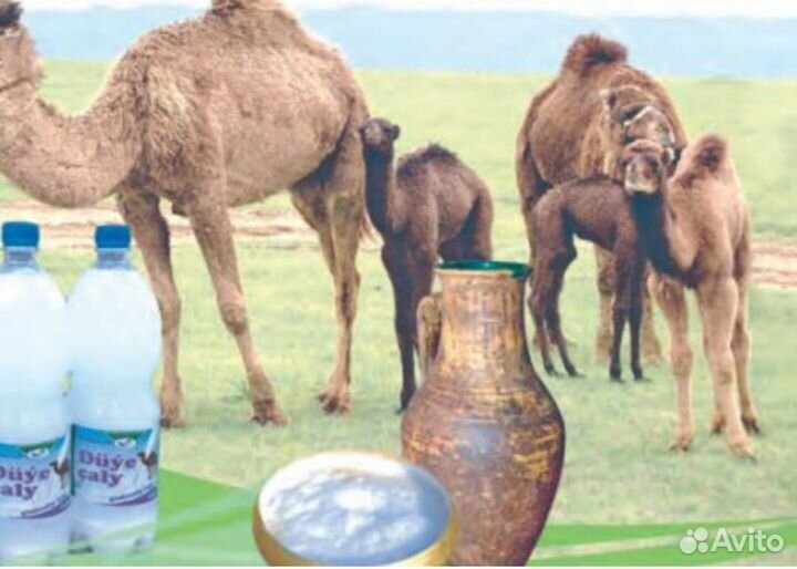 Верблюжье Молоко