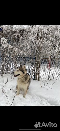 Аляскинский маламут