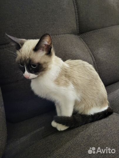 Передержка домашних животных