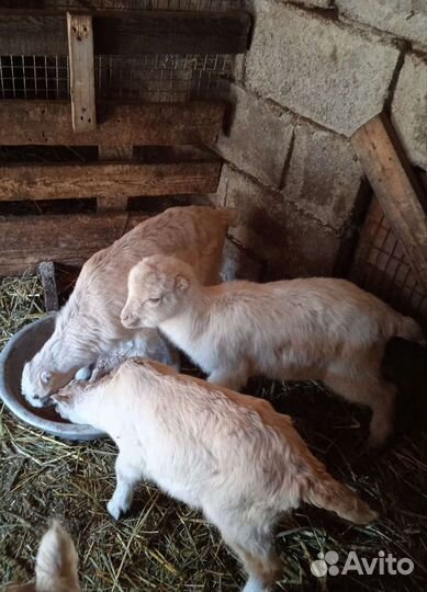 Племенные козлы Ламанчи