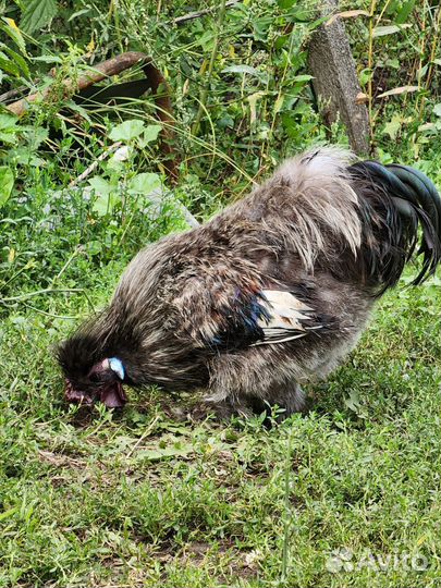 Китайский петух
