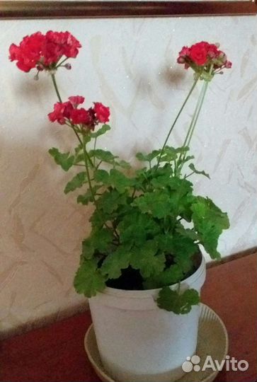 Герань пеларгония красная