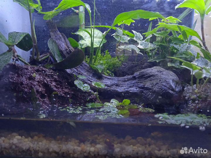 Оформление аквариумов/палюдариумов/флорариумов