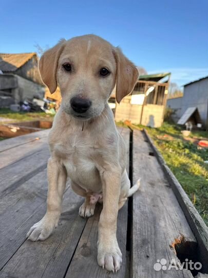 Щенок в добрые руки