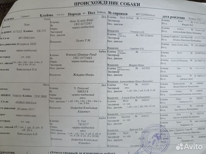 Вязка ягдтерьера