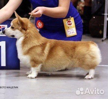 Кобель Вельш корги пемброк (вязка)