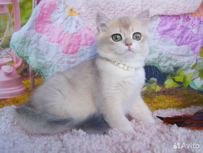 Британская кошечка ay12