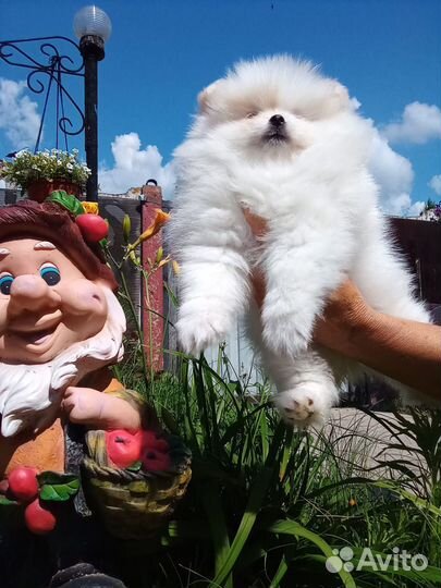 Померанский шпиц