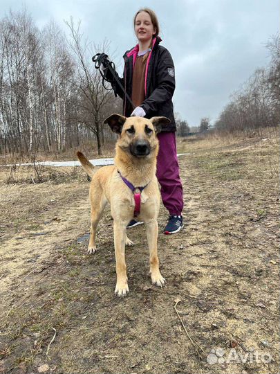 Добрая и дружелюбная собака из приюта