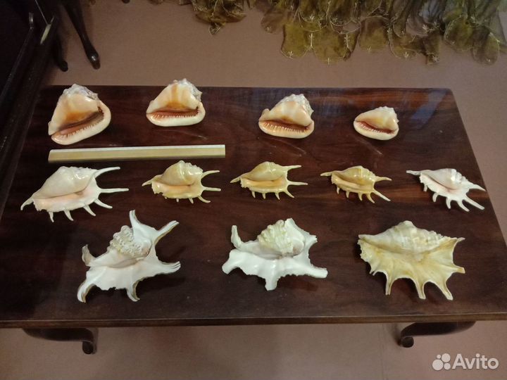 Кораллы и ракушки