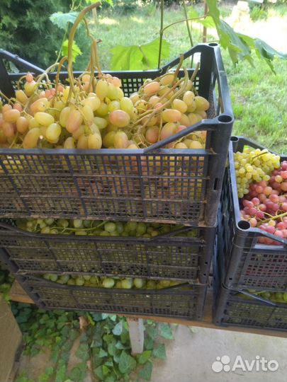 Черенки винограда