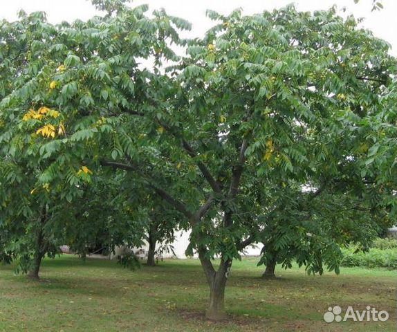 Белый орех дерево фото и описание Орех сердцевидный (Juglans cordiformis) купить в Санкт-Петербурге Товары для дом