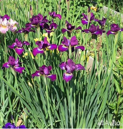 Ирис сибирский
