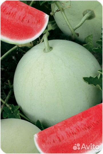 Семена арбуз