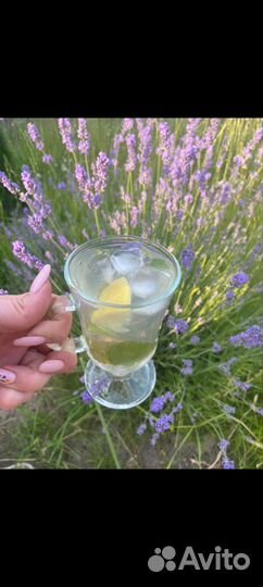 Лаванда саженцы