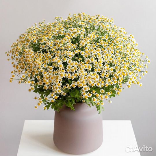 Ромашки для девушки