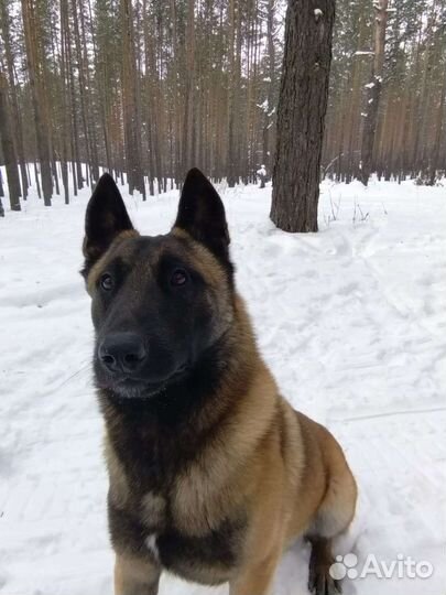 Бельгийская овчарка малинуа вязка