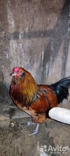 Молодые петухи