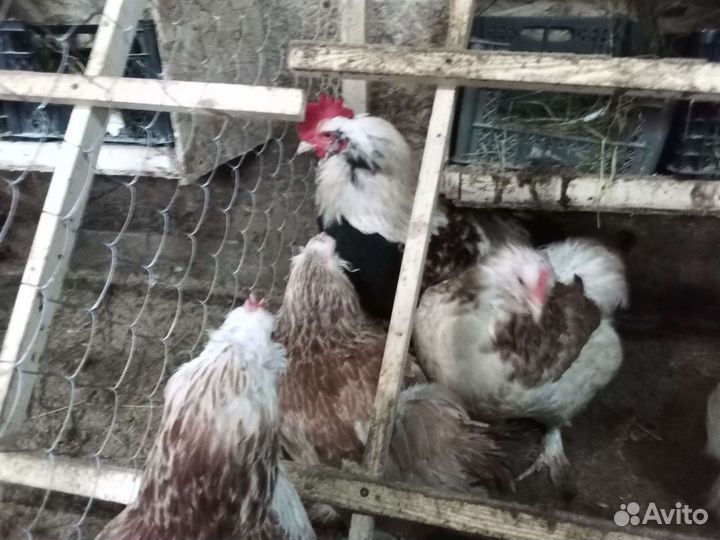 Куры, цыплята, яйцо