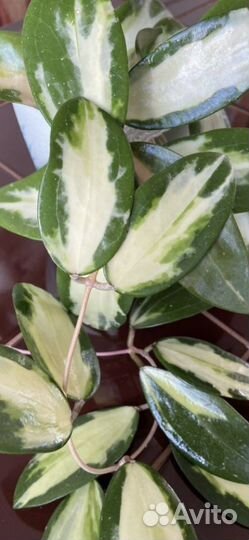 Хойя Вертицилата (Акута) вариегатная