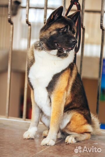 Кобель Американской Акиты - вязка