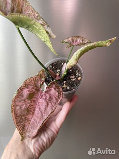 Сингониум Блек пинк, Пинк мозаик