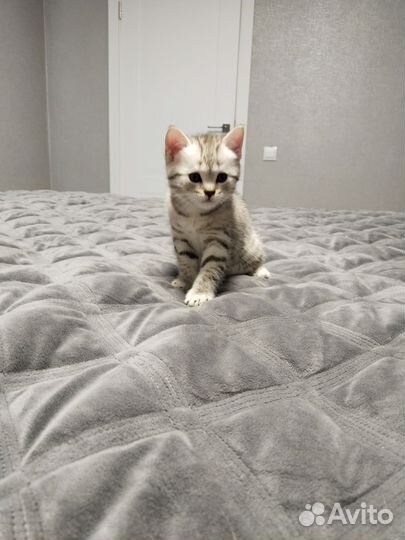 Котенок девочка